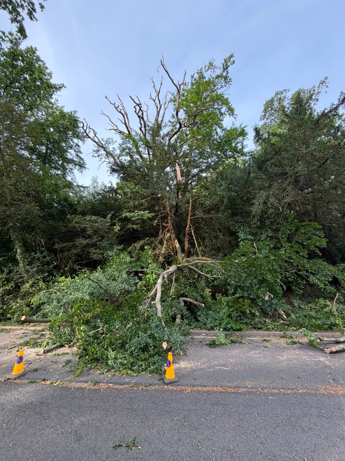 Sectional felling of a large roadside tree