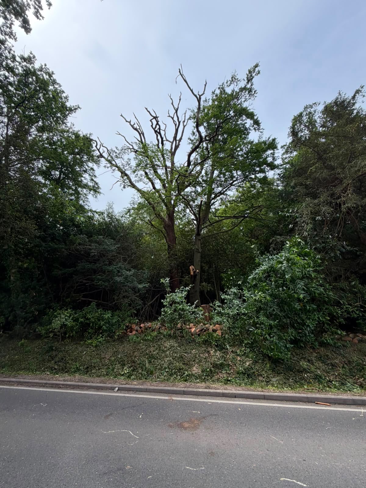 Mature oak reduced beside country road