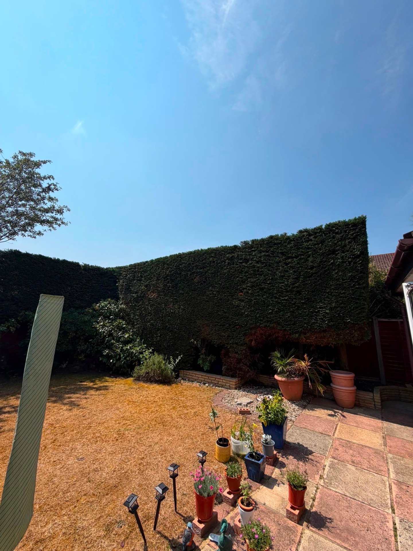 Precisely reduced and pruned garden hedge