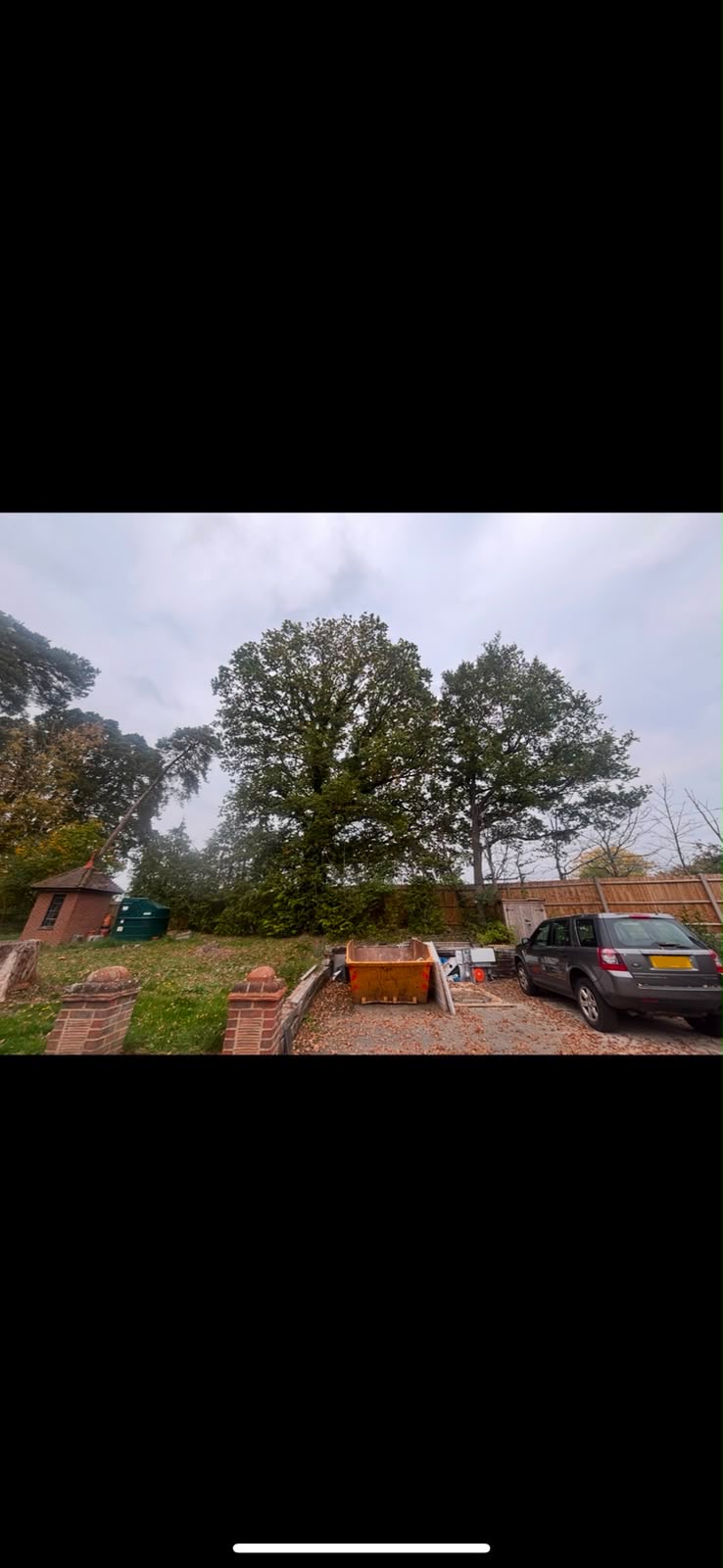 Large tree in rear garden before works