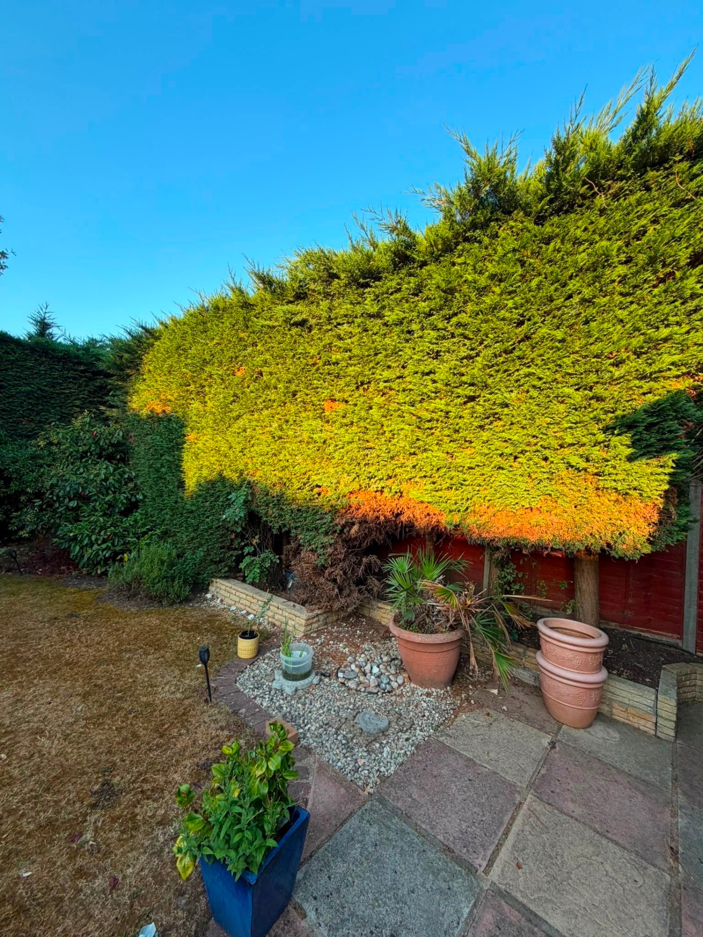 Large golden conifer hedge in evening light
